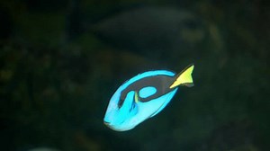 Paracanthurus Hepatus Blue Tang Close-up Stock Footage Video (100% Royalty-free) 3391256947 | Shutterstock