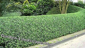 Garden Practice: The Best Hedge Plants - My Beautiful Garden | 2025