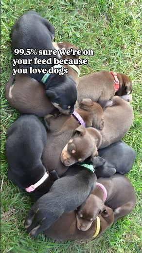 10 pure bred Australian Kelpie puppies ready for rehoming.