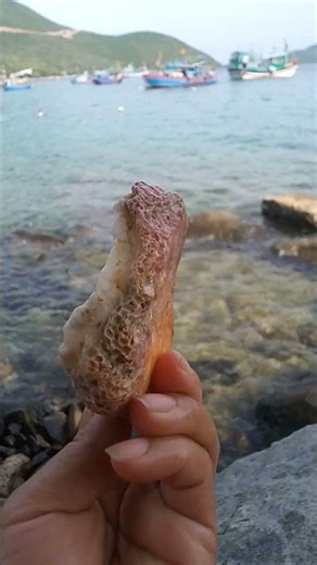 Beach Shelling | Rare Sea Shell Discovery! 🐚✨ #shelling #treasuresearch #asmr