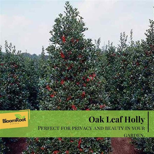 Oak Leaf Holly Shrub, Evergreen Privacy Screen Plant - Etsy