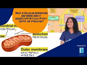 Grade 7 General Science Unit 4 What is Cellular respiration and where does it occur?
