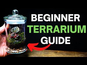 How To Make A Terrarium - ULTIMATE Beginners Guide