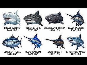 The Biggest Saltwater Fish Ever Caught (World Records Explained)