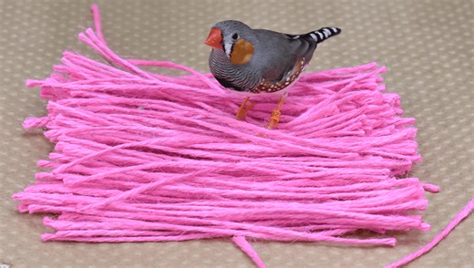 These Finches Have A Favorite Color, And Nothing Their Friends Can Say Will Change Their Minds