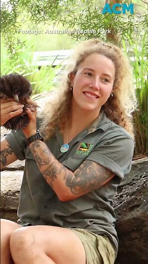 Rare echidna baby 'Piggle' makes adorable debut