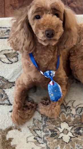 Funny Doodle Dog Videos That Will Make You Laugh