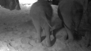 Dutch zoo welcomes baby elephant on Liberation Day