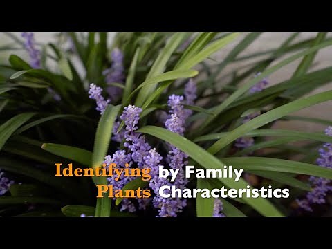 Identifying Plants by Family Characteristics