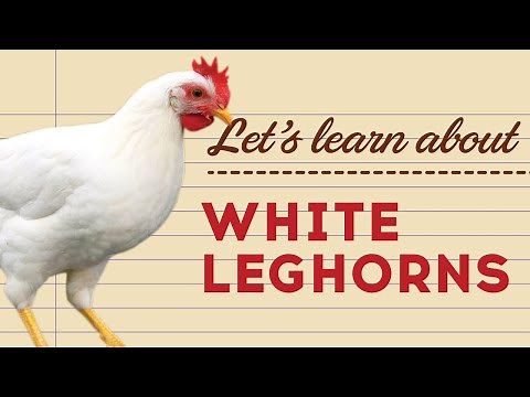 White Leghorns - Popular Egg Laying Breeds