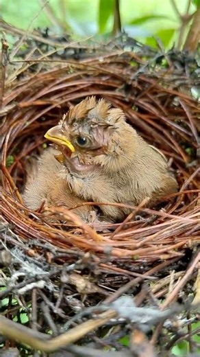 A bird with a wet hairstyle records cute animals baby birds.mp4