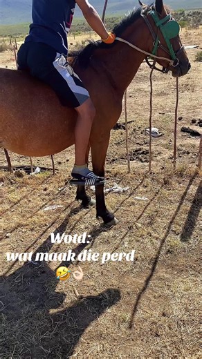 Taming Wild Horses in Clarens: A Farm Life Adventure