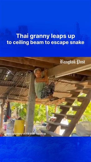 An 80-year-old woman stunned her neighbours by leaping up to grab onto a ceiling beam in her home after spotting a snake, despite normally struggling with mobility. Listen to the story or get the full story in the 1st comment. | Bangkok Post