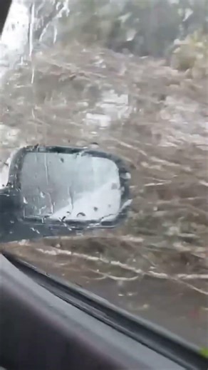 Massive Tree Topples During Intense Storm in Spain
