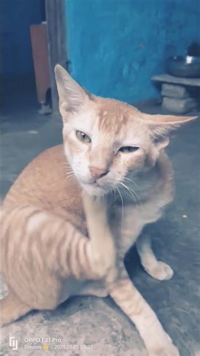 #cat #funny #cutecat #animals