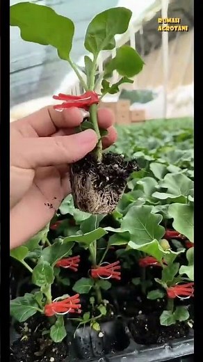 Bibit lebih vigor, hasil grafting