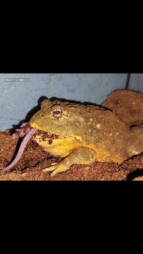 African frog swallowed a mouse | Insect Forest