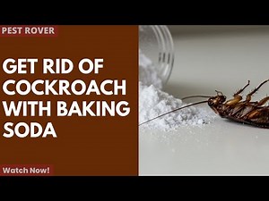 Get Rid of Cockroach with Baking Soda - Get Rid of Cockroaches from Home with Baking Soda