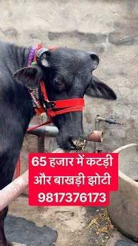 65 हज़ार में Beautiful Murrah Heifer, with Dry Buffalo For Sale || Jiya Dairy Farm (9817376173)