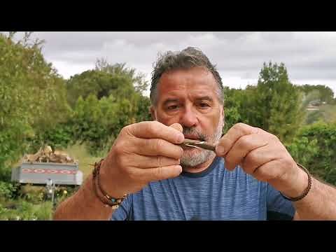 Le figuier.. La greffe; pourquoi et comment 😊