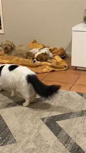 Amanda Cullen on TikTok