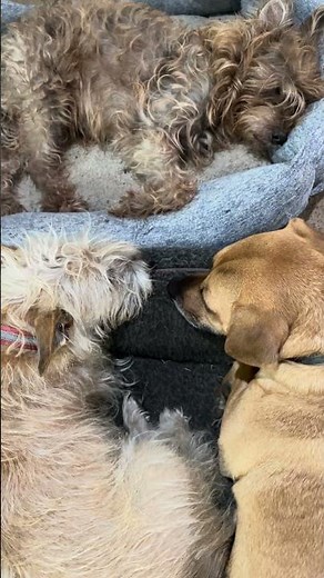 slumber party - lucky, tina, and hudson