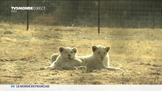 🇿🇦 L'Afrique du Sud souhaite interdire l'élevage de lions en captivité. Que ce soit à des fins de chasse ou pour permettre aux touristes de caresser des lionceaux.De quoi susciter la colère du très lucratif secteur de l'élevage des félins. | TV5MONDE Afrique