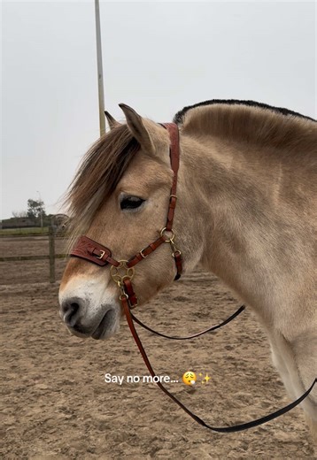 Do you prefer this one with gold or silver? ✨ This is the Jack hackamore bridle, this one is a collection item in silver but can be ordered on special request with gold or rosegold hardware. 🤩💘 The waiting time is 4-6 weeks then and the price will stay the same. 🫶 #bitlessbridle #westernbridle #baroquebridle #hackamorehoofdstel #westernhoofdstel