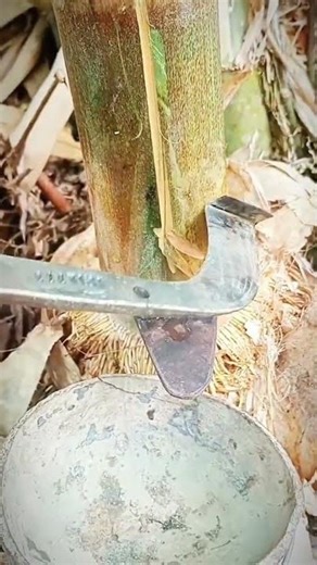 Scraping the bamboo tree trunk using a special chisel or scraper.