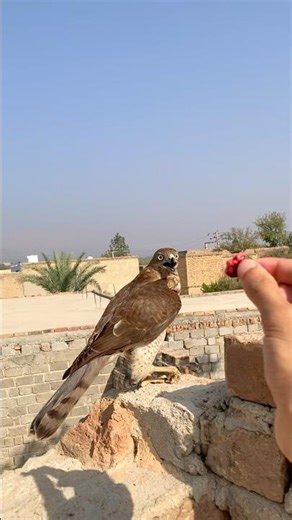 This one bird | Loyal birds | #shorts #pets #birds #animals #reels