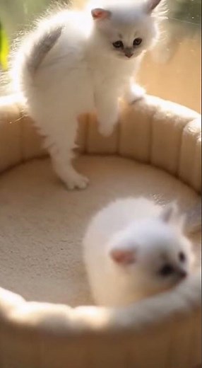 Funny Kitten Chain Reaction: Two Kittens Scare Each Other By Accident!