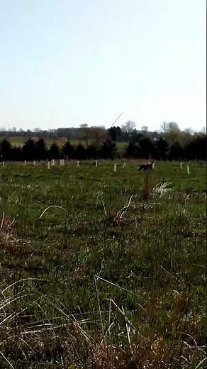 What Happens When Blitz Waits for the PERFECT Upland Hunting Shot?