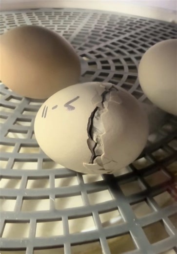 Incubating Ducklings: Exciting Hatching Process Ahead!