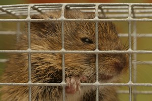 Karczownik – uciążliwy gryzoń – zwalczanie, pułapki i porady