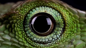 The man who convinced millions lizard people exist