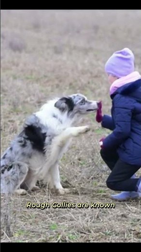 Rough Collie Dog Facts