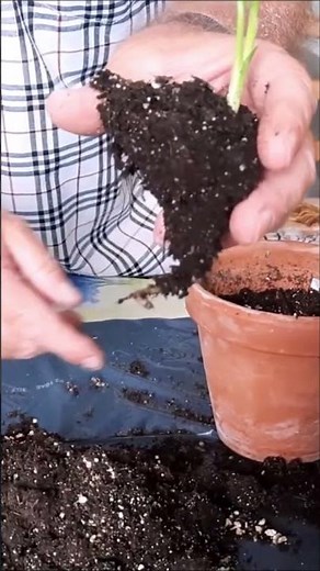 jardinage d'intérieur: Semis de strelitzia nicolai et réginae: plante d'intèrieur