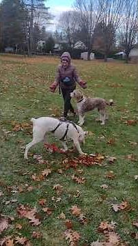 Spotty love's the park