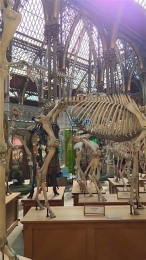 Skeleton of African Elephant at Pitt Rivers Museum #london
