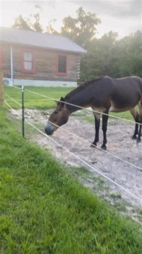 1.7K views · 119 reactions | Becky's Homestead on Reels | Facebook