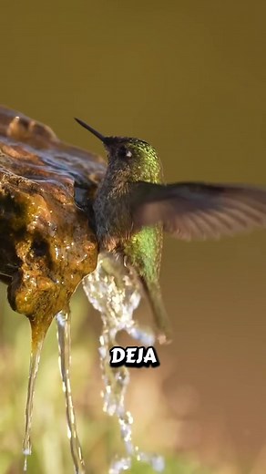 Curiosidades sobre los Colibríes y su Sueño