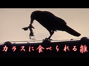 カラスに食べられる雛