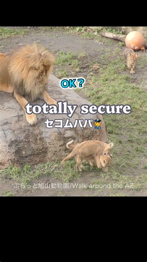 安心安全👍✨ Safety ＃ライオン #オリトイオイトフウレイ #ファミリー #赤ちゃん #lion #cute #animal #cubs