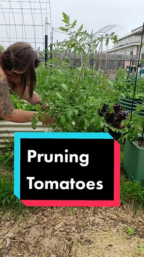 Ok I left ONE branch below the flowers just to see if it produces fruit. If you're wanting to see how I made the DIY self wicking planter see my DIY playlist at the bottom of this video! #tomatoes #containergardening #growingtomatoes #texasgarden #gardentips #diygarden #fromthegarden
