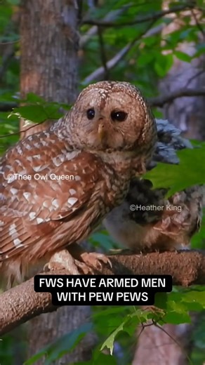 Imagine being a Barred Owl mother living on the West Coast of the United States. It’s your first time having babies. They are a couple months old and still relying on you for food. One night you hear the sound of your own voice so you go to check out that hoot only you never return to your children because the US FWS equipped men with speakers and pew pew you were meant by a firing squad when you heard the sound of your own hoot. The next night the same thing happens this time dad goes to invest