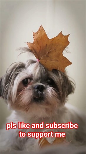 Cutest Shih Tzu Ever 🐶💕 |Adorable Fluffy Puppy Moments That Will Melt Your Heart!#dogbreeds #shorts