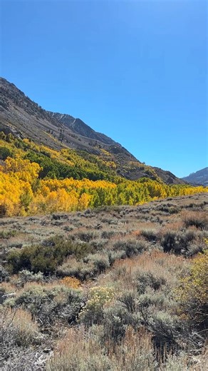 This is what it looks like up at Bishop Creek Canyon as of 10/7/25!! And, the fall color report is up! 💚💛🧡 Please visit https://bishopvisitor.com/bishop-fall-colors-report/ for more details on where to see the colors right now. #visitbishop #easternsierra #smalltownbigbackyard Visit California California Fall Color | Visit Bishop