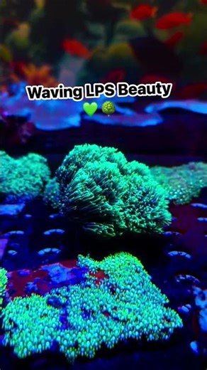 low Game STRONG – Waving LPS Beauty