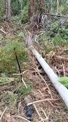 Preparing tree to produce tacoma worm. | Donald Lindie