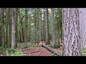Rainbow Falls State Park Walk November 11, 2025